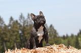 BOULEDOGUE FRANCAIS 345